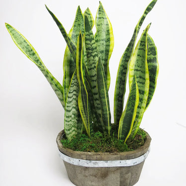 Snake Plant™